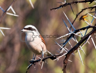 Redbacked shrike with food