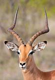 Impala portrait with beautiful big horns in nature