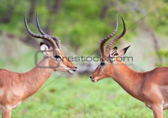 Two Impala Rams squaring off to determine who is the dominant one