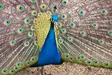 photo of a beautiful peacock with long feathers