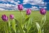 Beautiful Purple Tulips Over Empty Grass Field and Sky with Clouds.