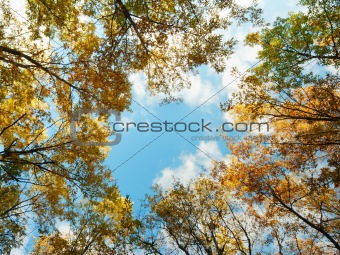 Golden oak tree tops