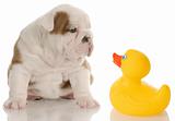 dog bath time - english bulldog puppy sitting beside a yellow rubber duck - 4 weeks old