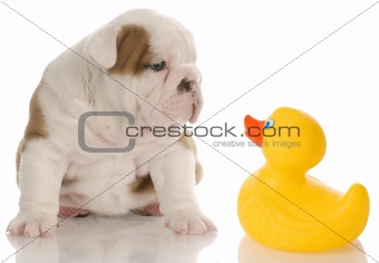 dog bath time - english bulldog puppy sitting beside a yellow rubber duck - 4 weeks old