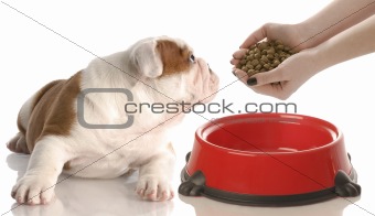 feeding the dog