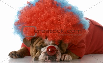 dog dressed as a clown