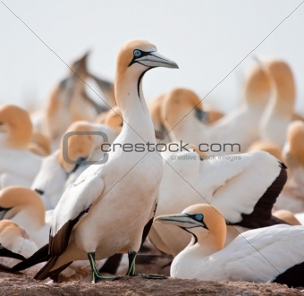 Cape Gannet guarding its mate on the nest