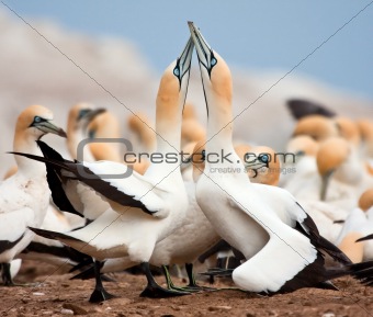 Cape Gannets Greeting