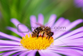  flower and bee
