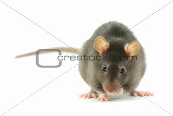  rat 