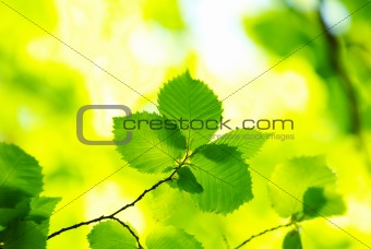 green leaves 