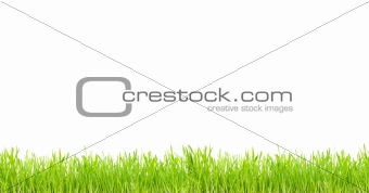  grass 