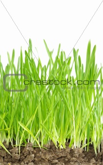  grass on white