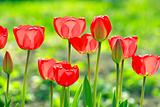  tulips 