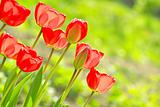  tulips in garden