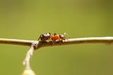  ants