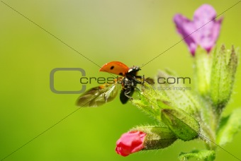  ladybug 