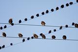 Bird on a wire