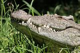 Crocodile grin