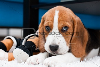 Small cute puppy with toys