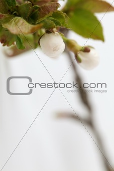 Cherry buds