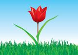 Tulip in grass
