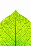 live leaf structure