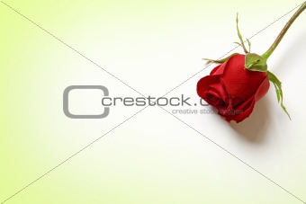 Love my heart rose