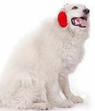 white severe with red ear muff