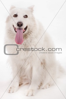 white dog splitting his tounge out