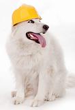 Dog wearing yellow helmet