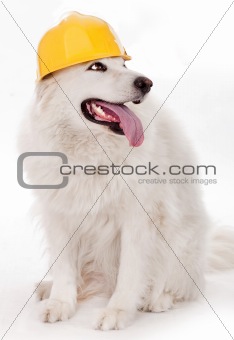 Dog wearing yellow helmet