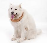 white dog wearing brown muffler scarf on his