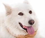 Close up of white dog