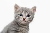 Little tabby-cat portrait
