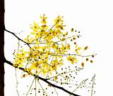 Blossom of the Golden Shower Tree isolated on white