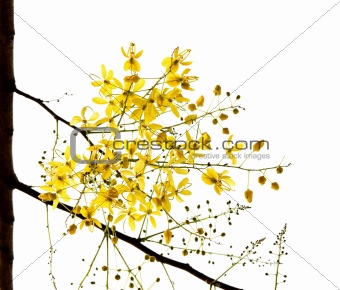 Blossom of the Golden Shower Tree isolated on white