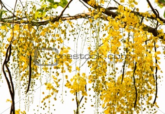 Golden Shower Tree National Tree of Thailand