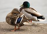 Male and female Mallard Ducks