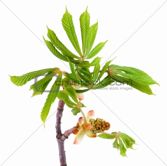 Spring chestnut