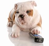 dog with remote control - english bulldog nine weeks old