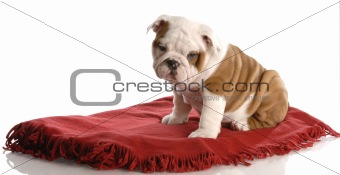 nine week old english bulldog puppy sitting on a red blanket