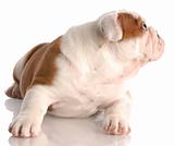 nine week old red and white english bulldog puppy looking to the side