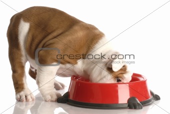 english bulldog puppy eating out of red dog food dish