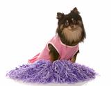 pomeranian puppy dressed up as a cheerleader with pompoms