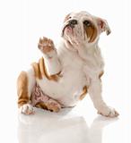 english bulldog puppy sitting holding paw up to viewer