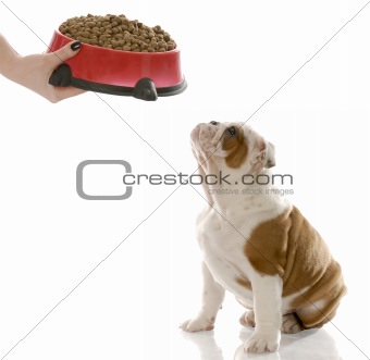 english bulldog puppy waiting to be fed