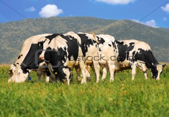 holstein cows on grass field