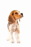 small Beagle puppy