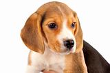 closeup of a little beagle